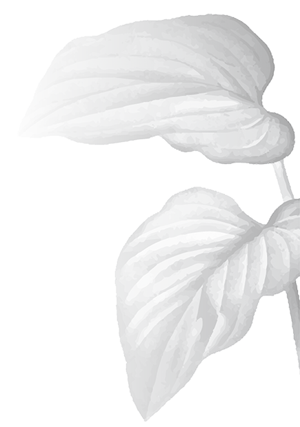 folhagem em preto e branco decorativa fundo transparente